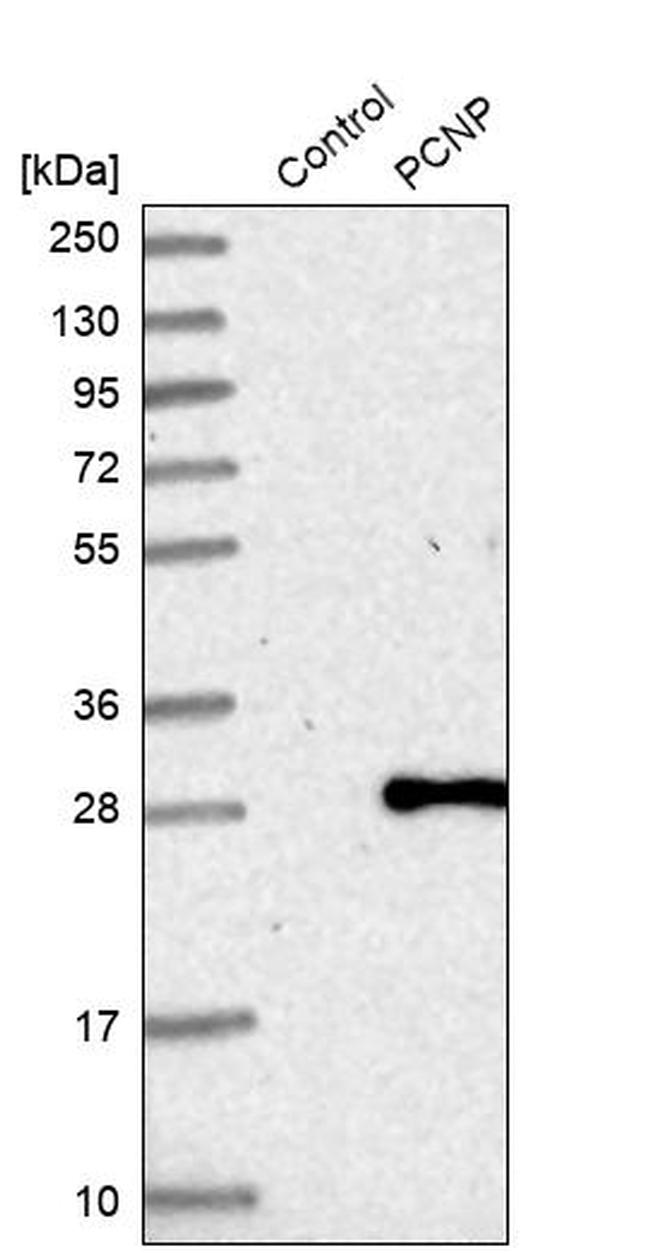 PCNP Antibody in Western Blot (WB)