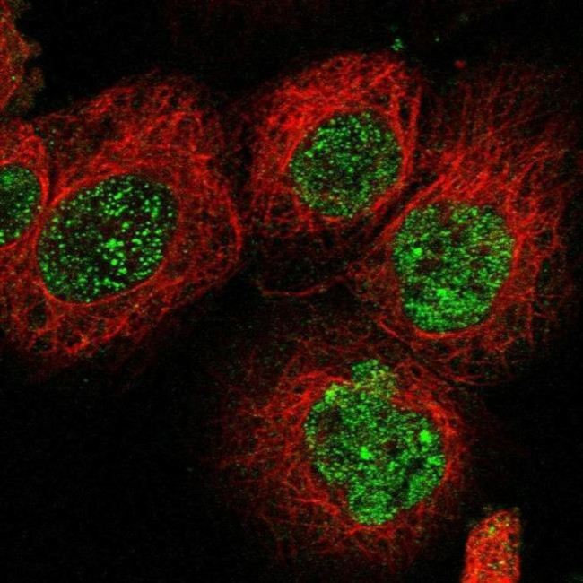 C21orf58 Antibody in Immunocytochemistry (ICC/IF)