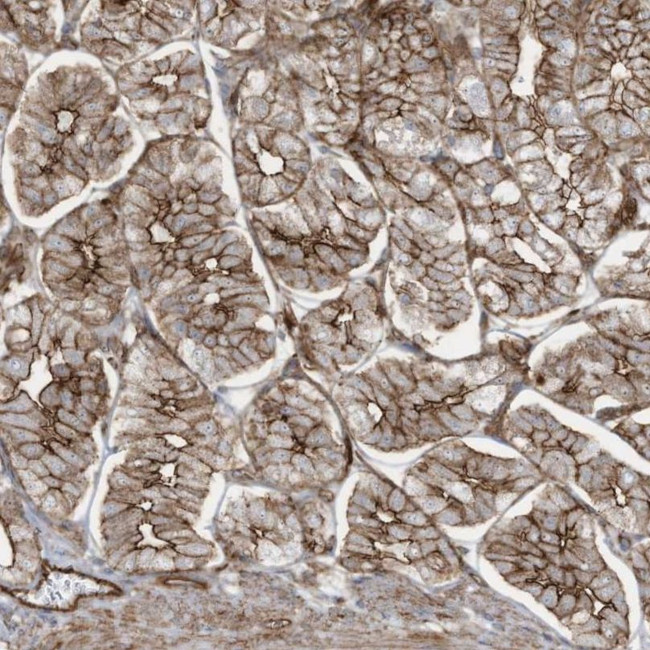 SLC9A2 Antibody in Immunohistochemistry (IHC)