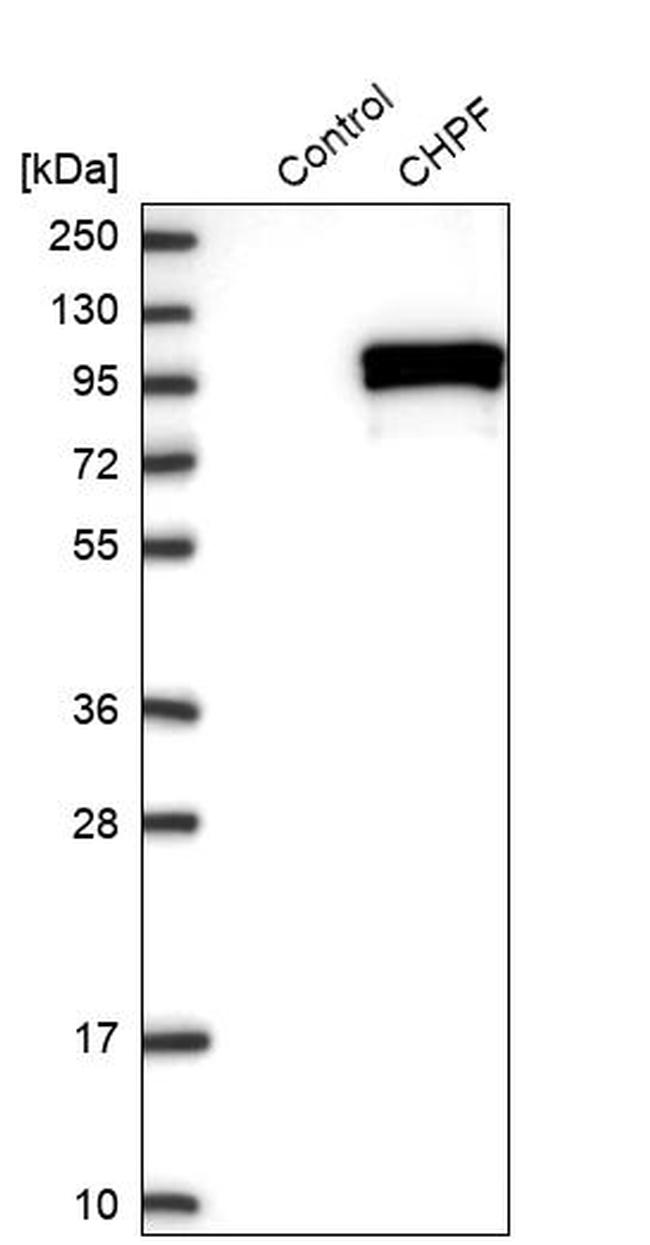 CHPF Antibody in Western Blot (WB)