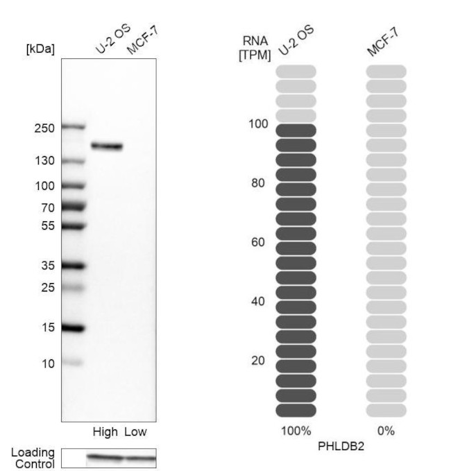 PHLDB2 Antibody