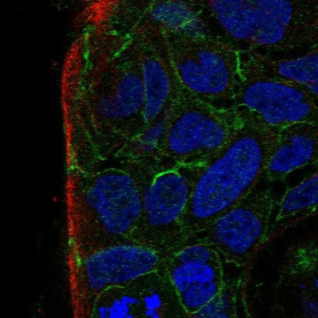 PARD3B Antibody in Immunocytochemistry (ICC/IF)