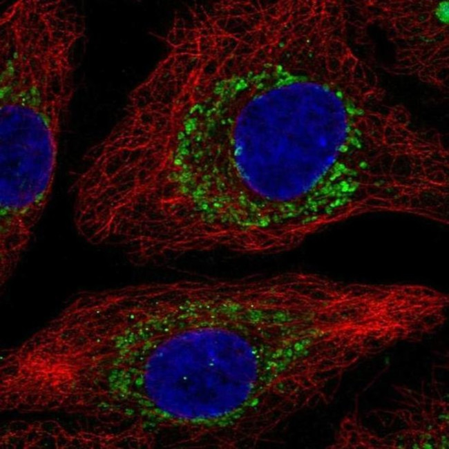 ZBTB3 Antibody in Immunocytochemistry (ICC/IF)