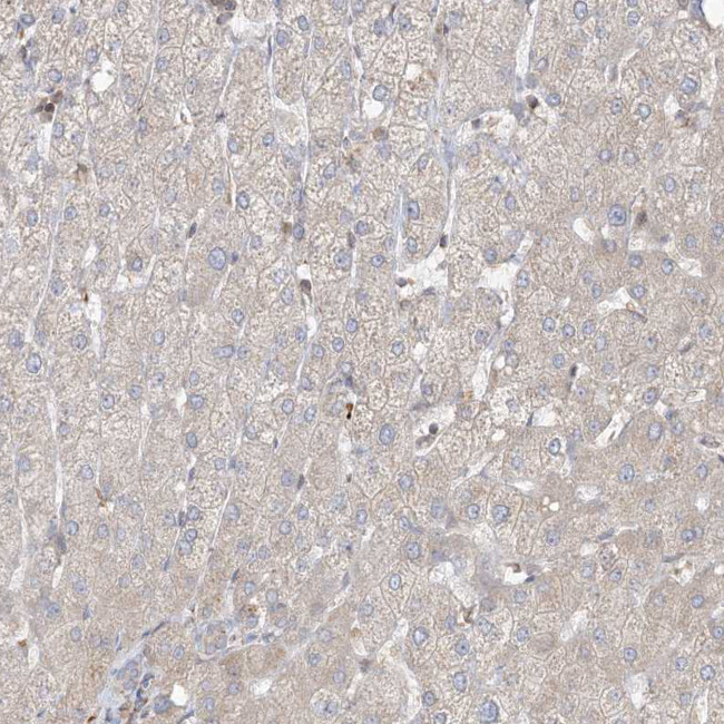 CNP Antibody in Immunohistochemistry (IHC)