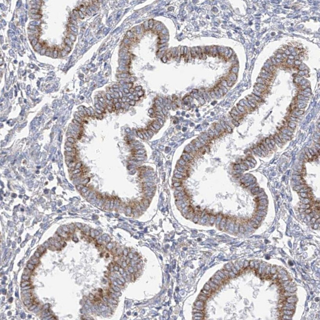 RASA2 Antibody in Immunohistochemistry (IHC)