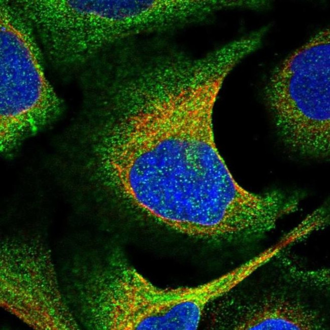 EHBP1 Antibody in Immunocytochemistry (ICC/IF)