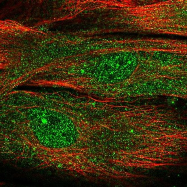 MOXD1 Antibody in Immunocytochemistry (ICC/IF)