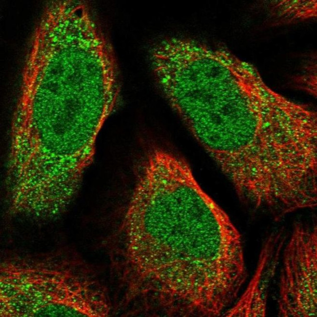 ACTRT3 Antibody in Immunocytochemistry (ICC/IF)