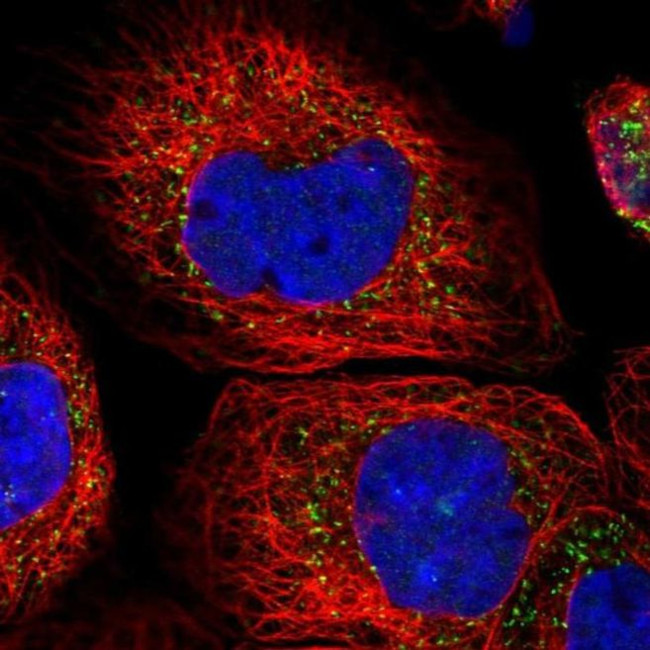 ACOX3 Antibody in Immunocytochemistry (ICC/IF)