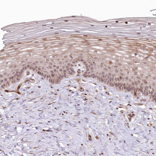 UBTD2 Antibody in Immunohistochemistry (IHC)