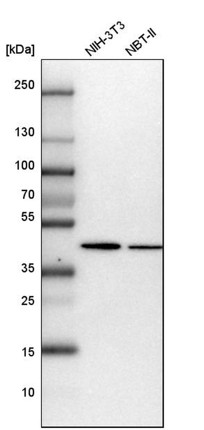 PAICS Antibody in Western Blot (WB)