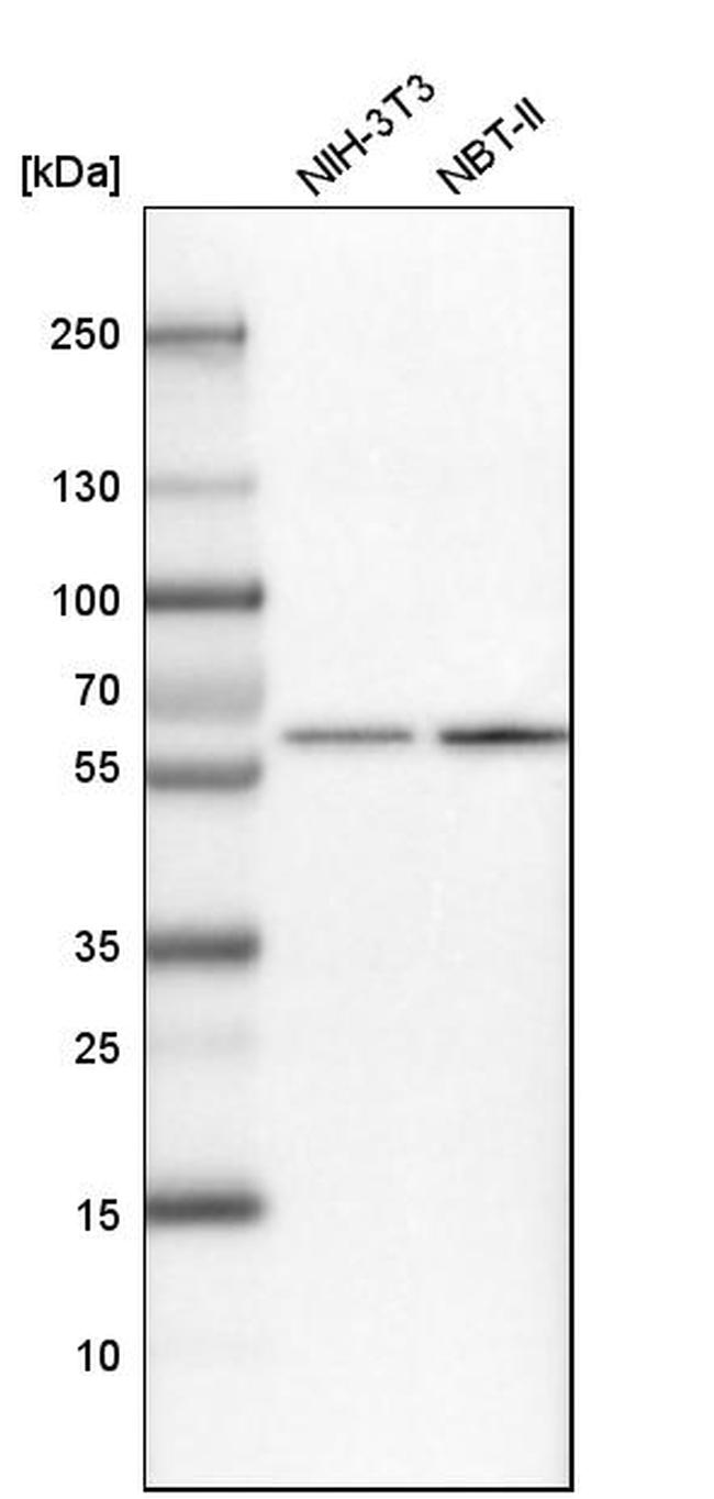 NUP54 Antibody in Western Blot (WB)