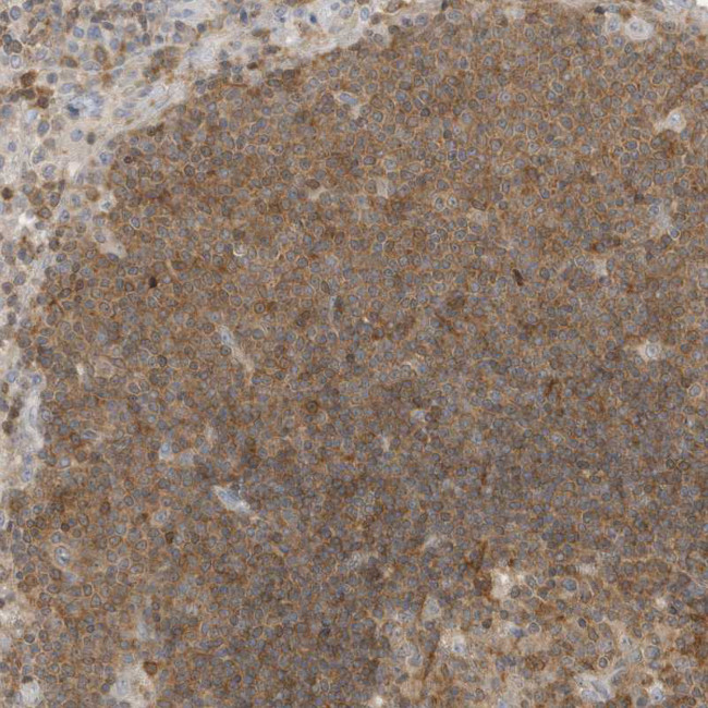 Mgea5 Antibody in Immunohistochemistry (IHC)