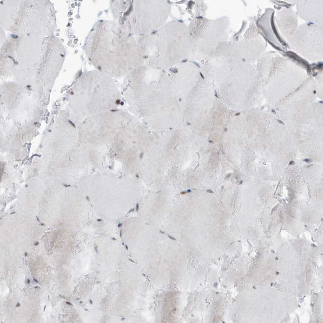 Mgea5 Antibody in Immunohistochemistry (IHC)