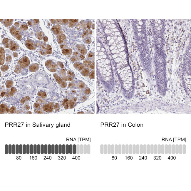 PRR27 Antibody