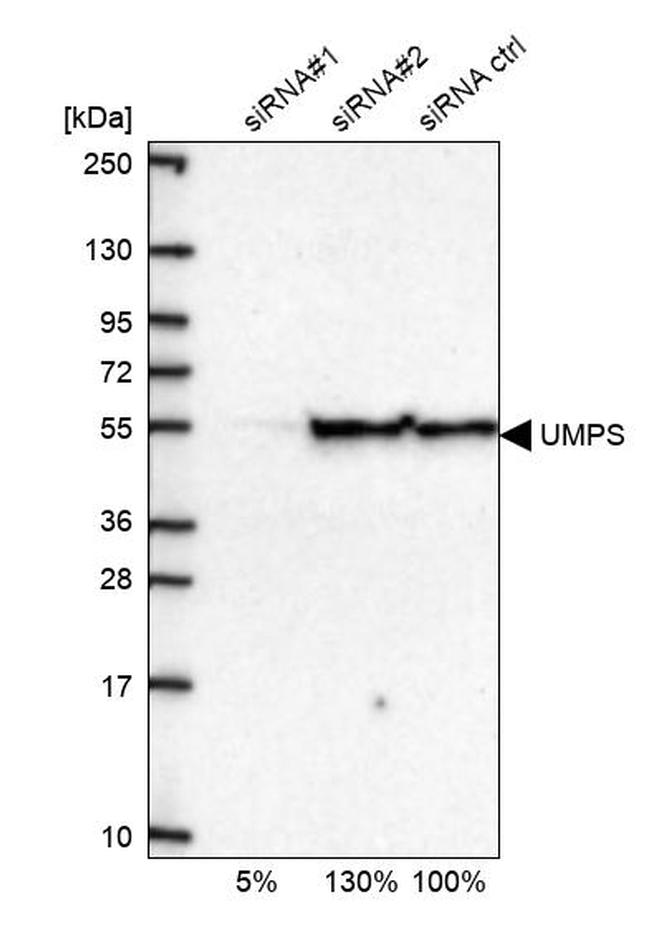 UMPS Antibody in Western Blot (WB)