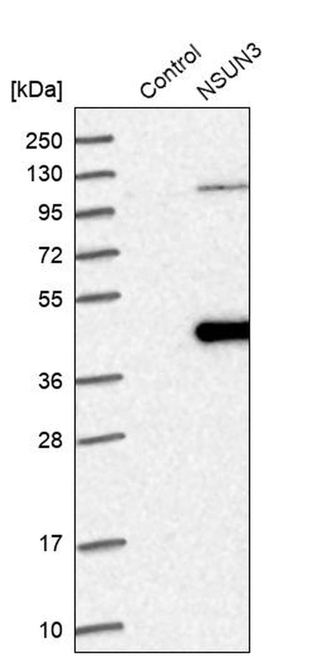 NSUN3 Antibody in Western Blot (WB)