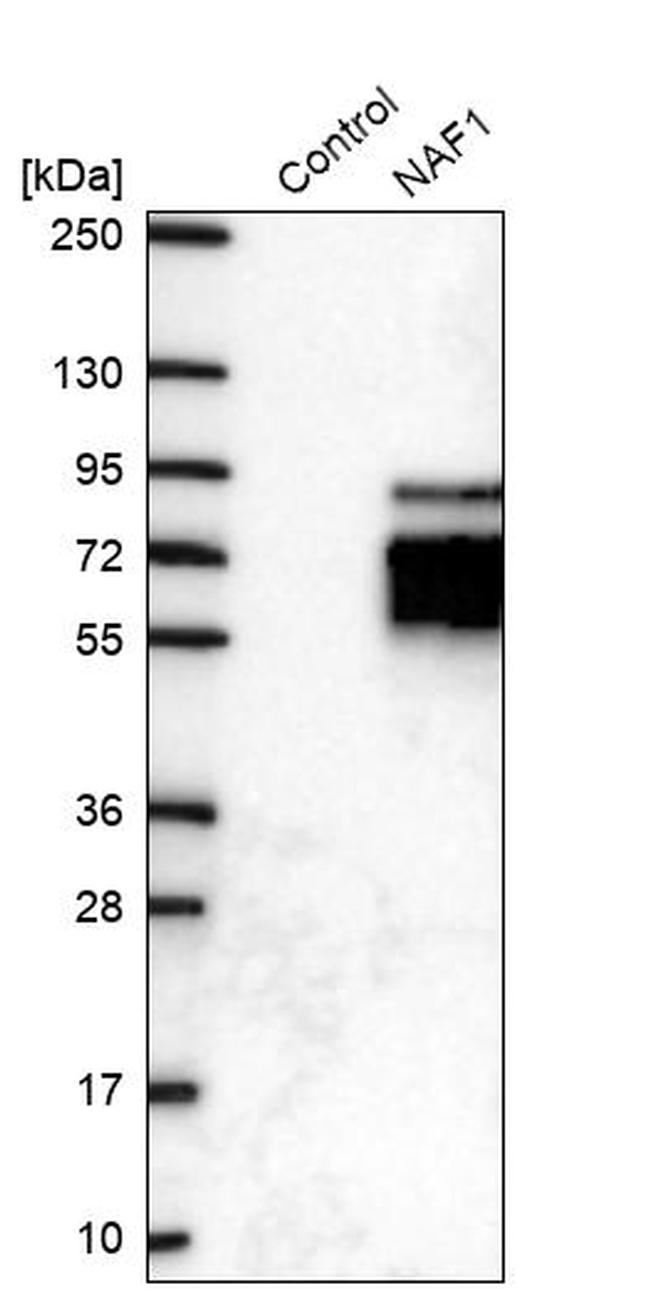 NAF1 Antibody in Western Blot (WB)