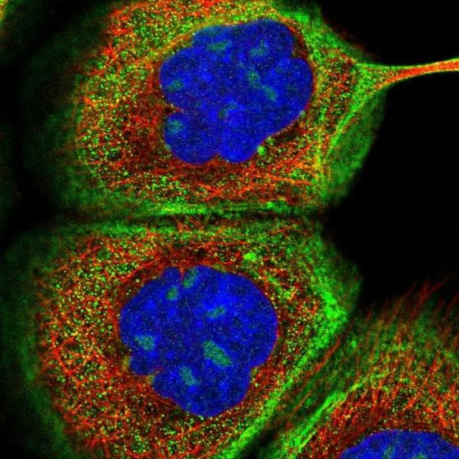 NPM3 Antibody in Immunocytochemistry (ICC/IF)