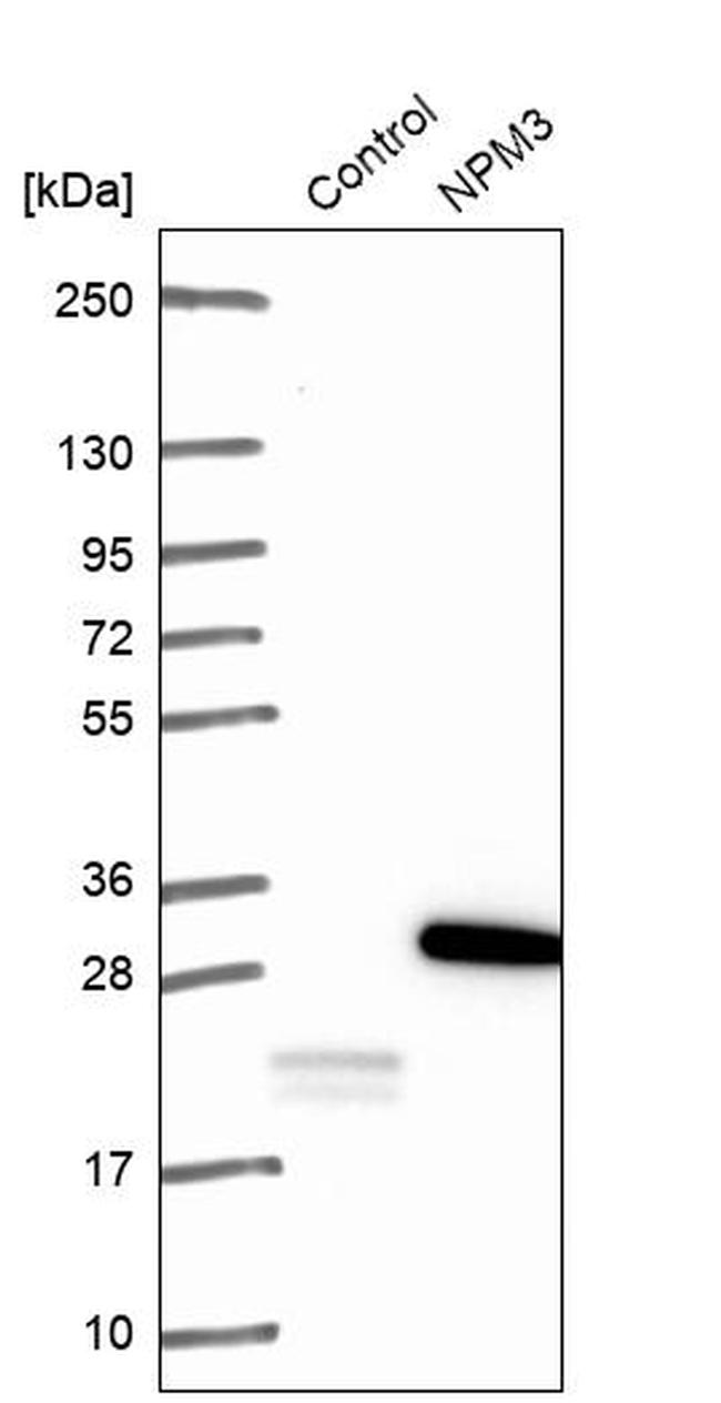 NPM3 Antibody in Western Blot (WB)