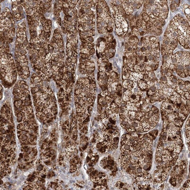 LACTB Antibody in Immunohistochemistry (IHC)