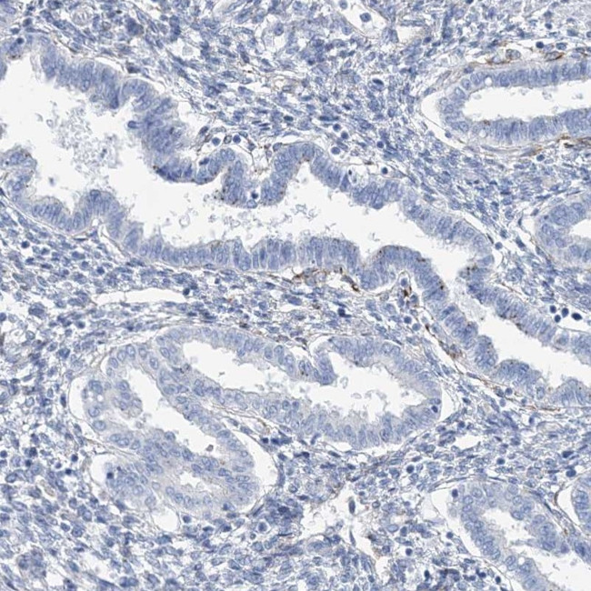 RAB11FIP5 Antibody in Immunohistochemistry (IHC)