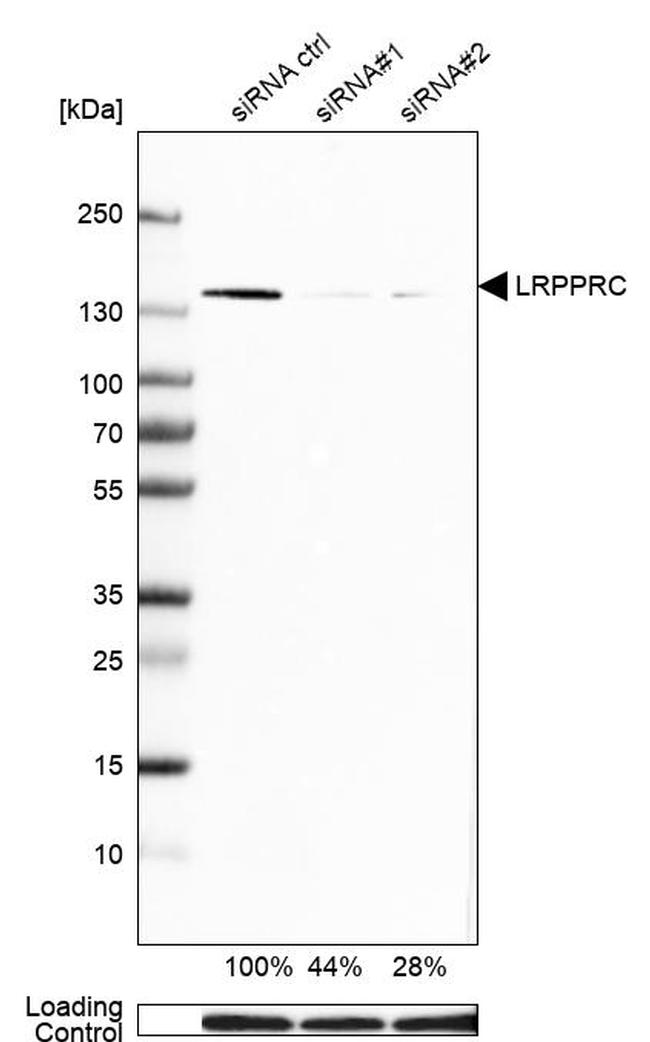 LRP130 Antibody in Western Blot (WB)