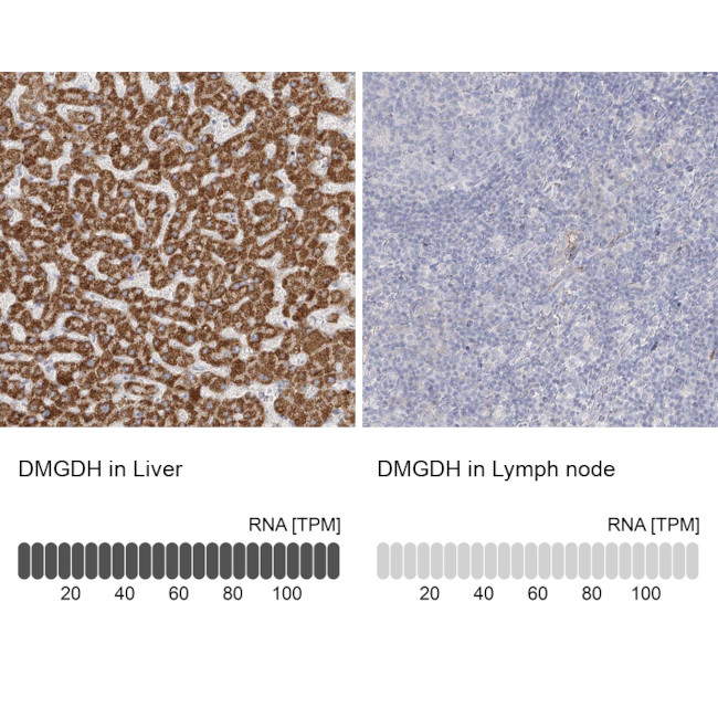 DMGDH Antibody in Immunohistochemistry (IHC)