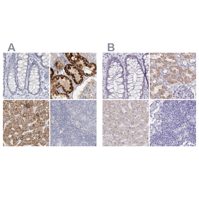 DMGDH Antibody in Immunohistochemistry (IHC)