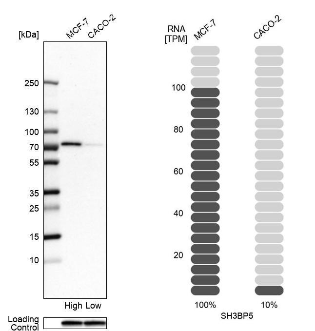 SAB Antibody