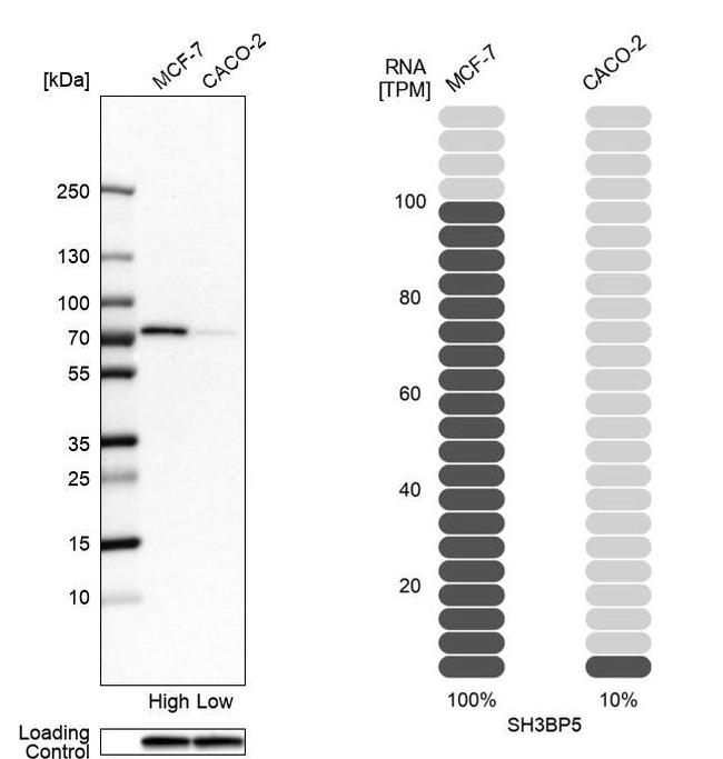 SAB Antibody in Western Blot (WB)