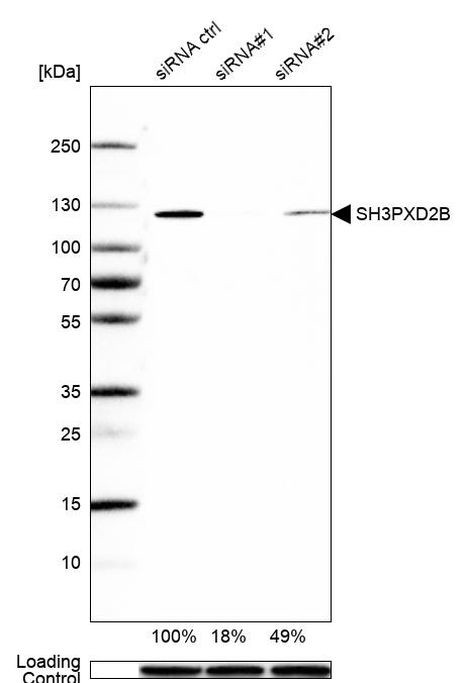 SH3PXD2B Antibody