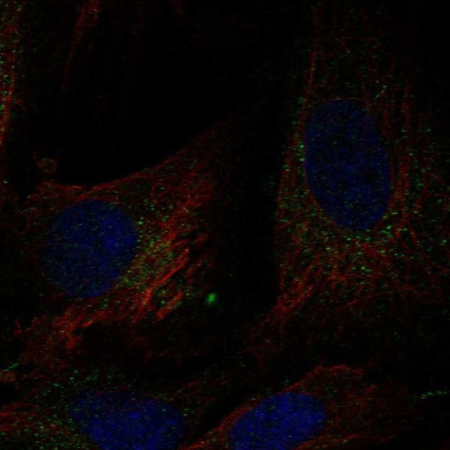 DCUN1D4 Antibody in Immunocytochemistry (ICC/IF)