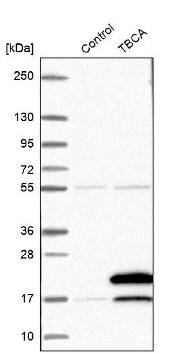 TBCA Antibody in Western Blot (WB)