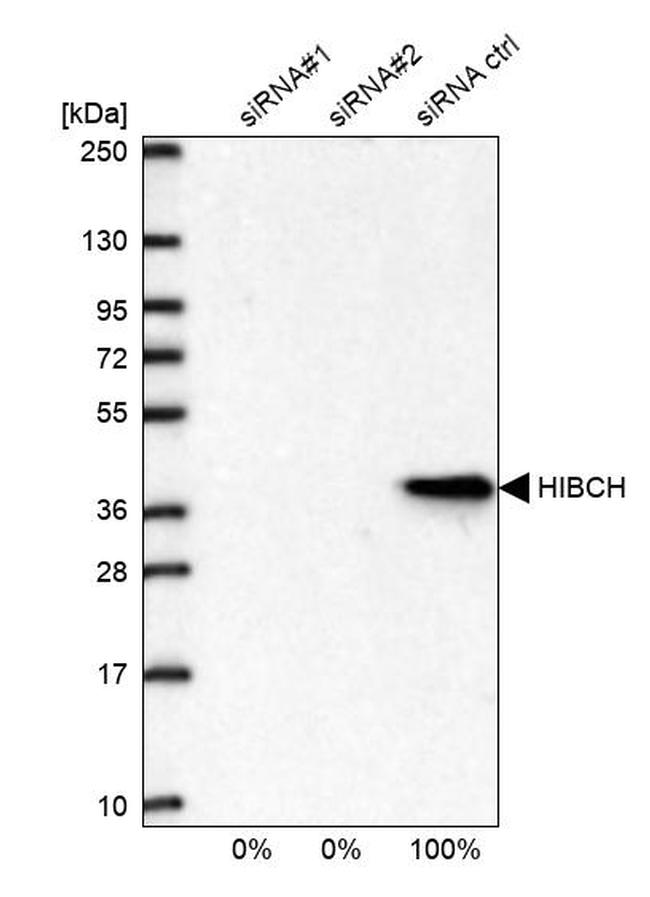 HIBCH Antibody in Western Blot (WB)