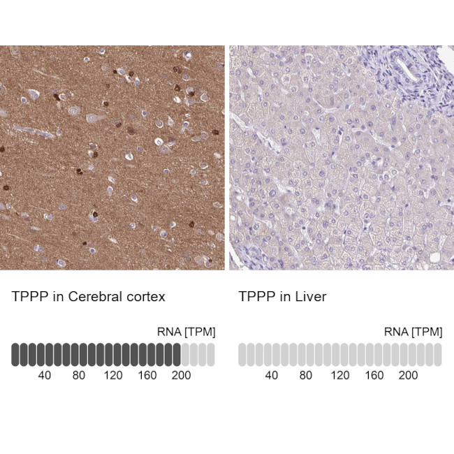 TPPP Antibody