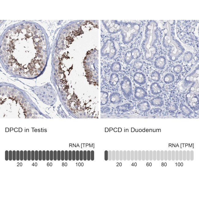 DPCD Antibody