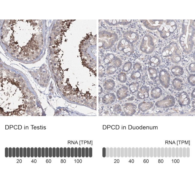 DPCD Antibody