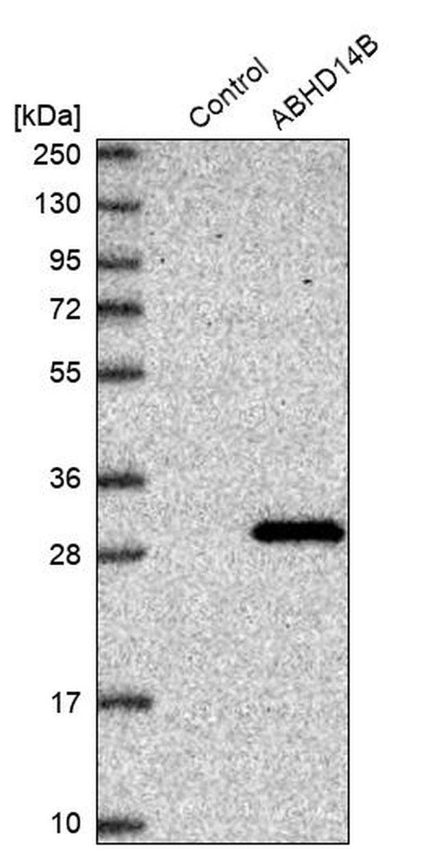 ABHEB Antibody in Western Blot (WB)