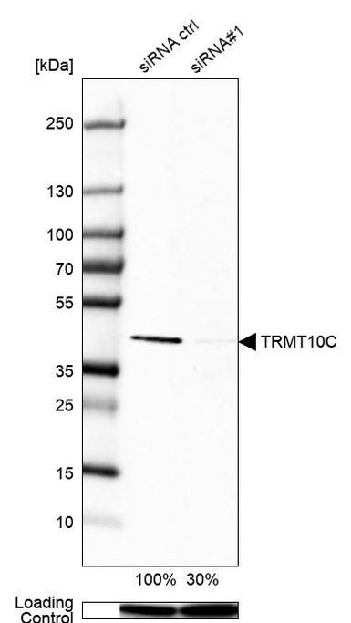 RG9MTD1 Antibody