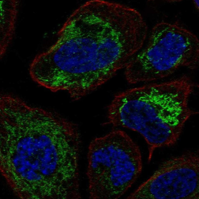 BPHL Antibody in Immunocytochemistry (ICC/IF)