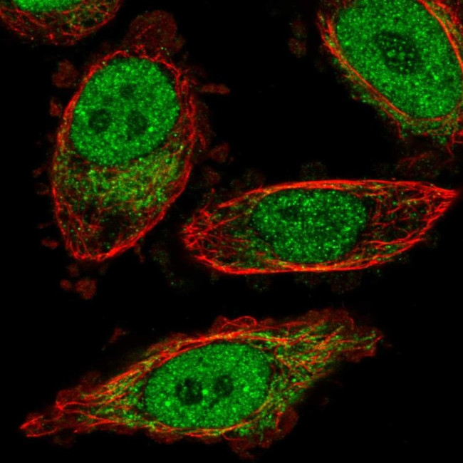 BPHL Antibody in Immunocytochemistry (ICC/IF)