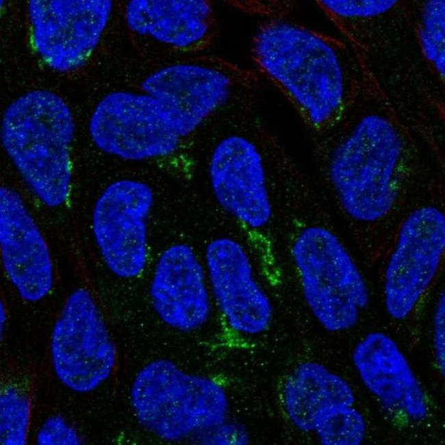 NIPAL1 Antibody in Immunocytochemistry (ICC/IF)