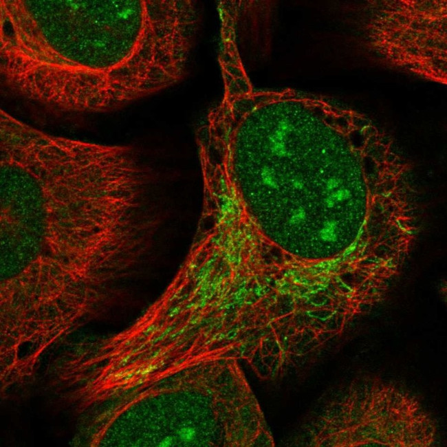 ZBTB9 Antibody in Immunocytochemistry (ICC/IF)