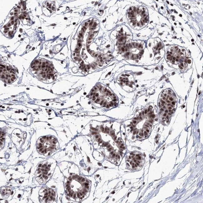 TATD2 Antibody in Immunohistochemistry (IHC)