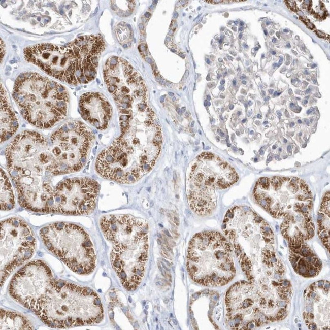 OPA1 Antibody in Immunohistochemistry (IHC)