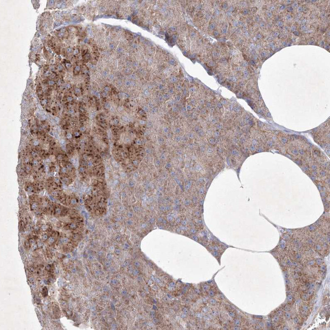 OPA1 Antibody in Immunohistochemistry (IHC)