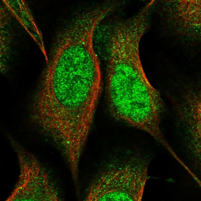 BITE Antibody in Immunocytochemistry (ICC/IF)