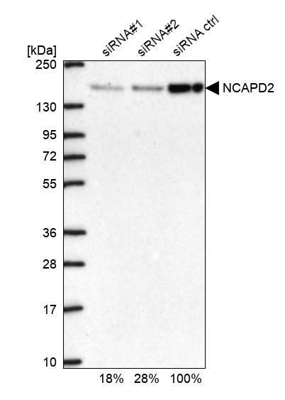 NCAPD2 Antibody