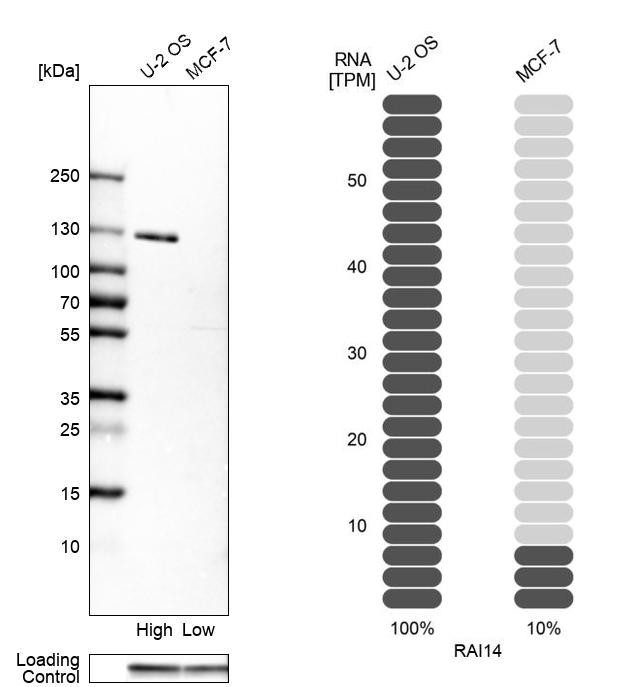 RAI14 Antibody